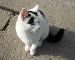 Приблудившийся котенок во дворе сидит